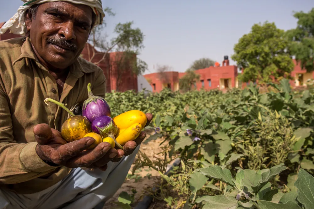Mahavir-reaping-organic-vegetables-from-our-sustainable-farm (1)