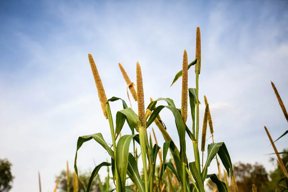 Learning through Experiments : Story of Seemants’ Demo Farms