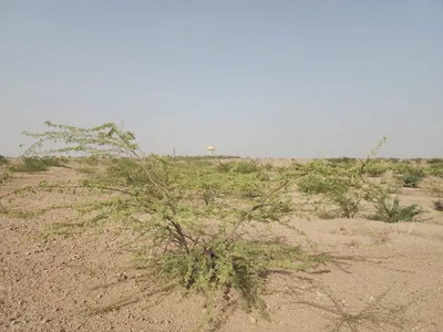 Catchment